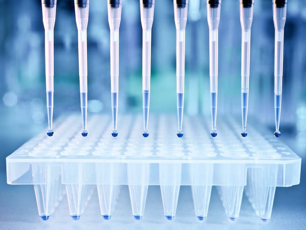 Multichannel pipette loading a 96-well qPCR plate in the lab