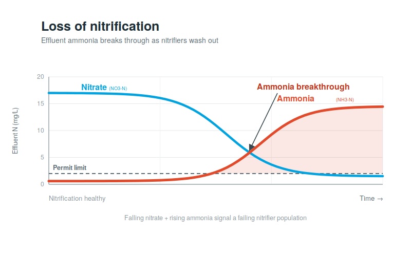 Ammonia/nitrate trend chart showing nitrification loss and effluent ammonia breakthrough