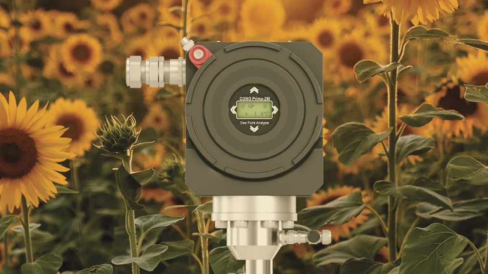 camera in a field of sunflowers